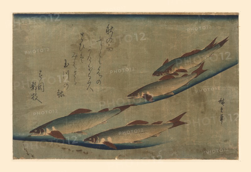 Salmon Run 1850