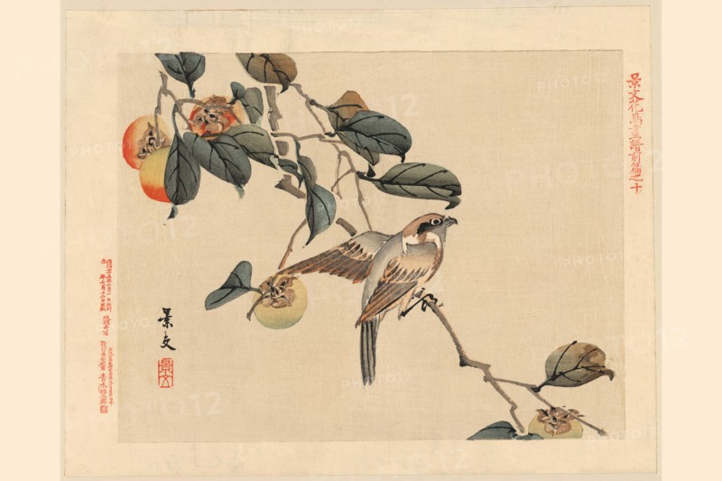Hawk and Peaches 1850