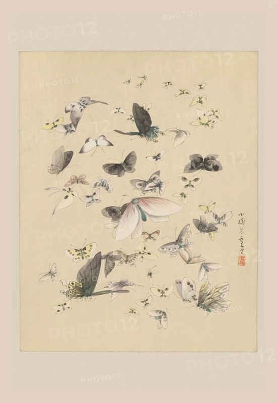 Butterflies 2 1850