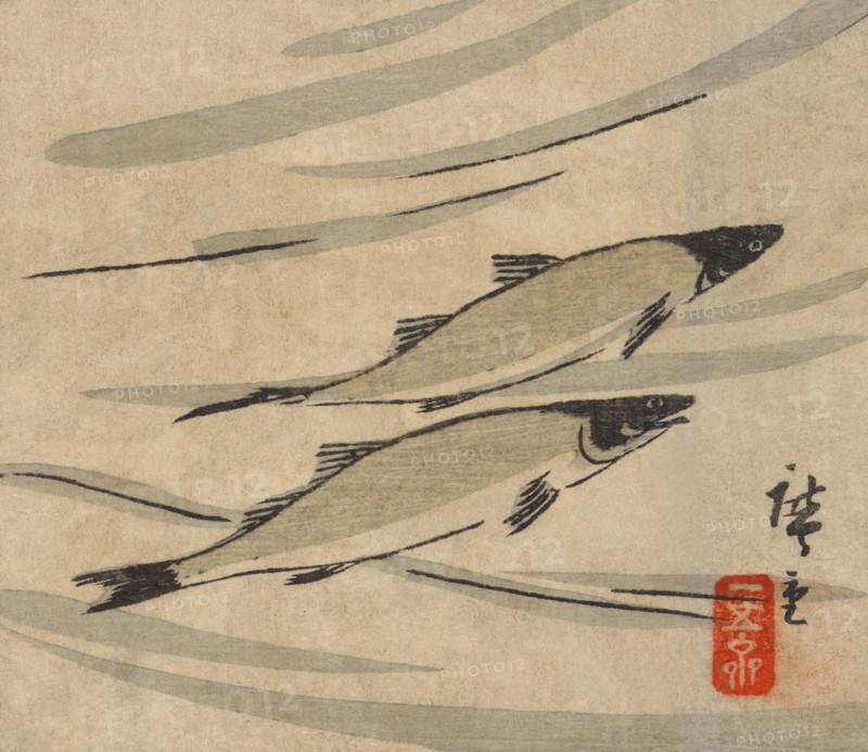 River Trout (Ayu zu)
