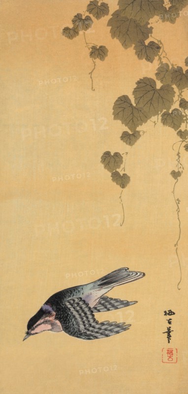 Small bird and grapes