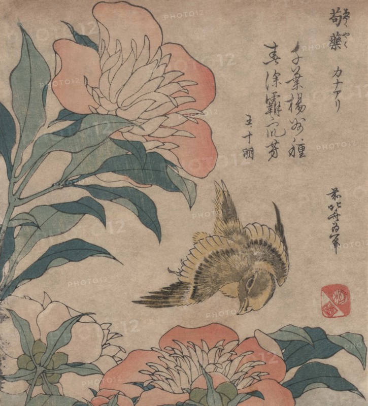 Peony & Canary 1833