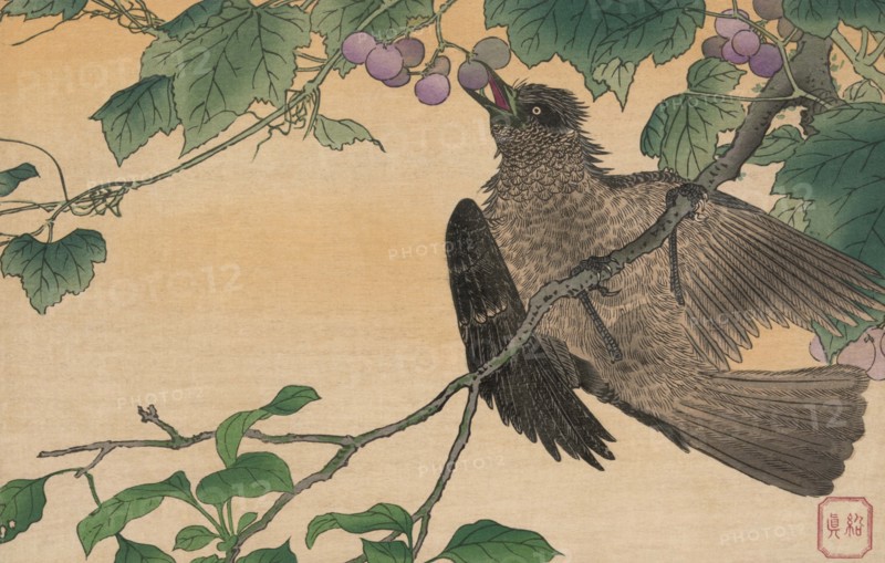 Bird Eating a Grape