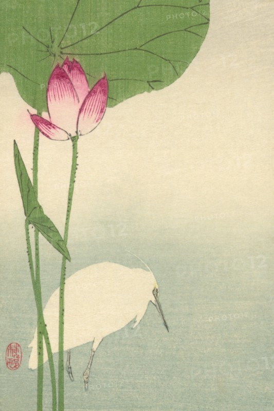 White heron and lotus 1894