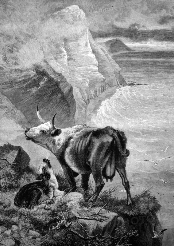 Cow and calf