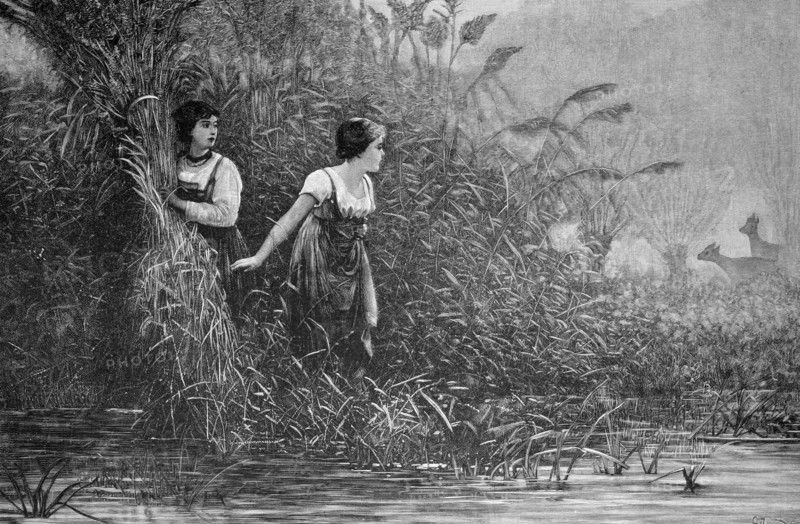 Reed harvesting