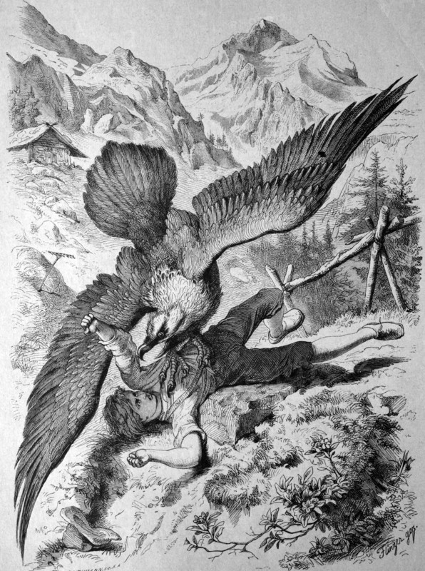 Vulture captures a boy