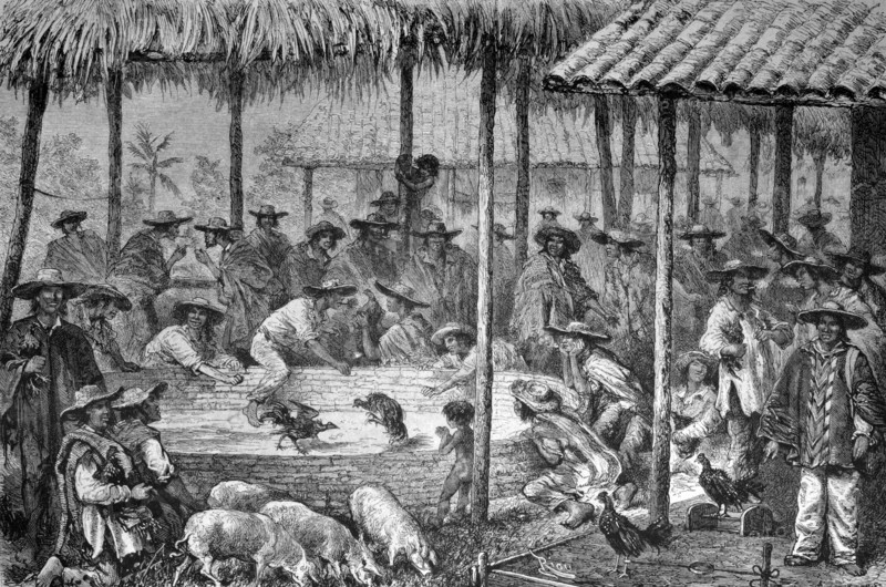 Cock fight in south america
