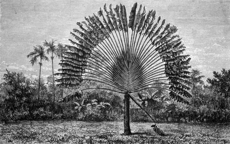 Tree of travelling people