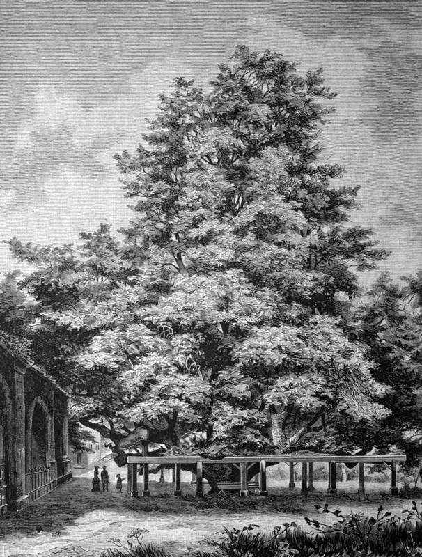 Giant lime tree