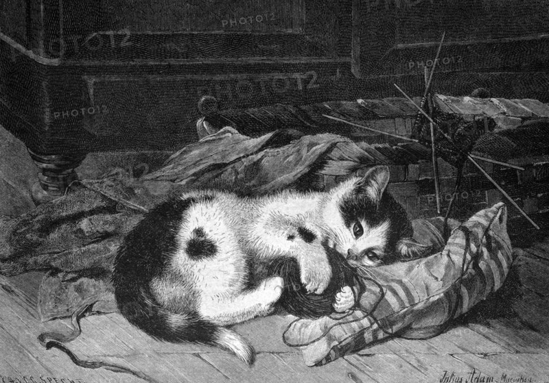 Sleeping cat