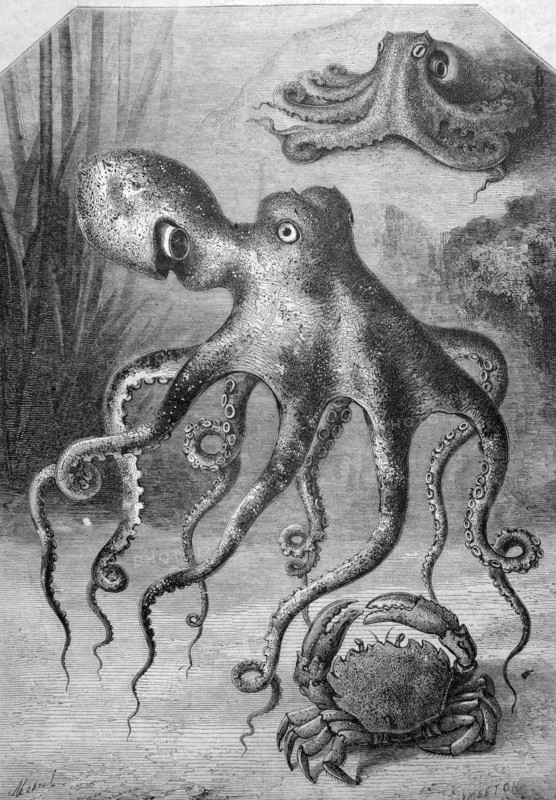 Octopuses and a crab