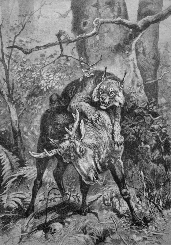 Lynx attacking a young moose,