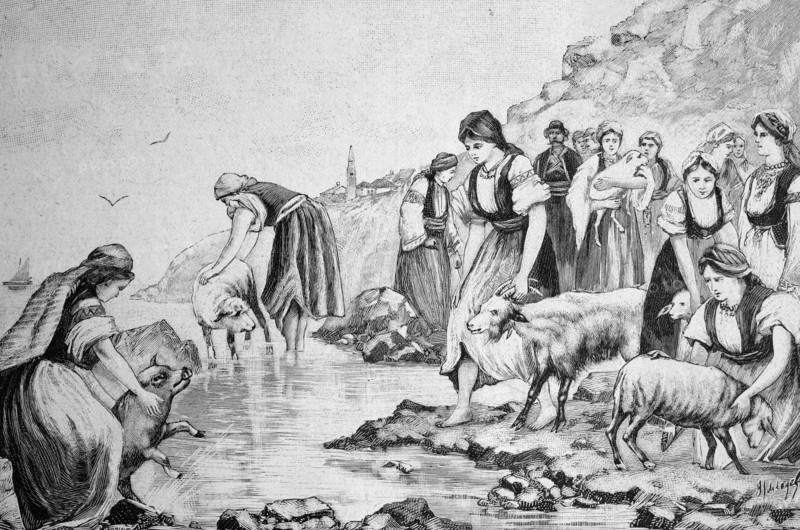 Bathing pets in dalmatia