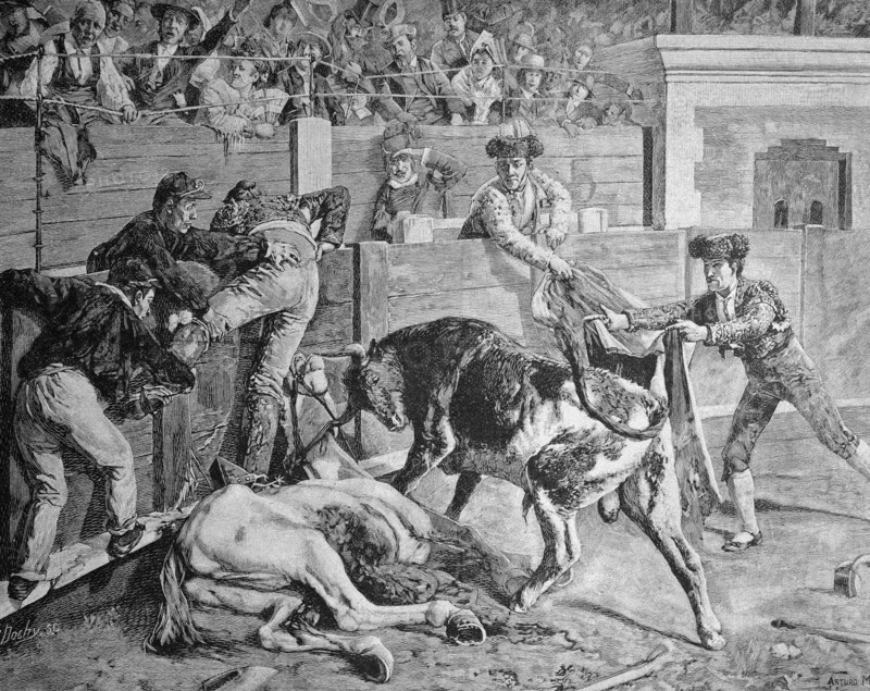 Bull fight