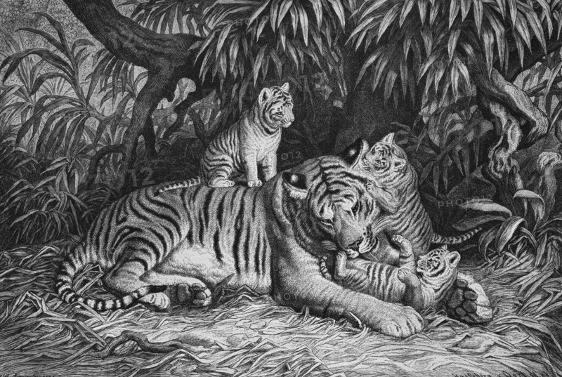 Tiger with cubs