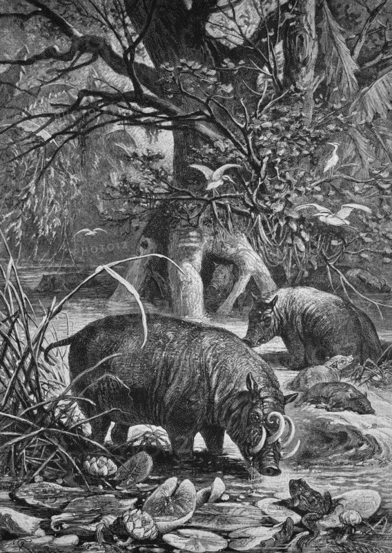 Babirusas, babyrousa