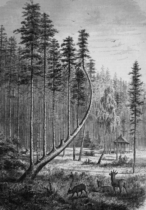 Sommerau harp