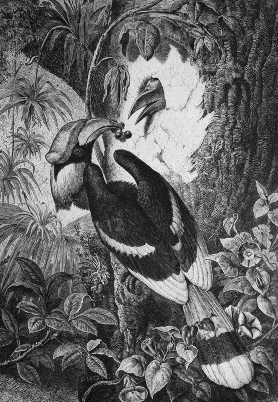 Hornbill