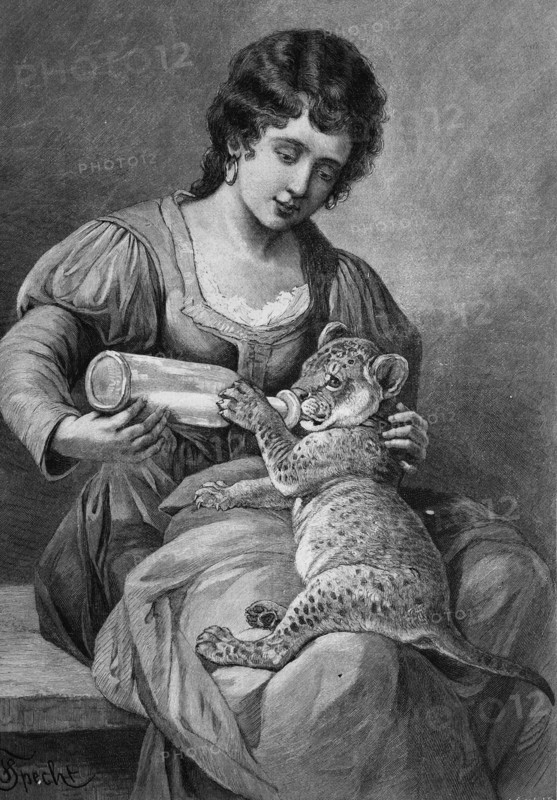 Lion infant