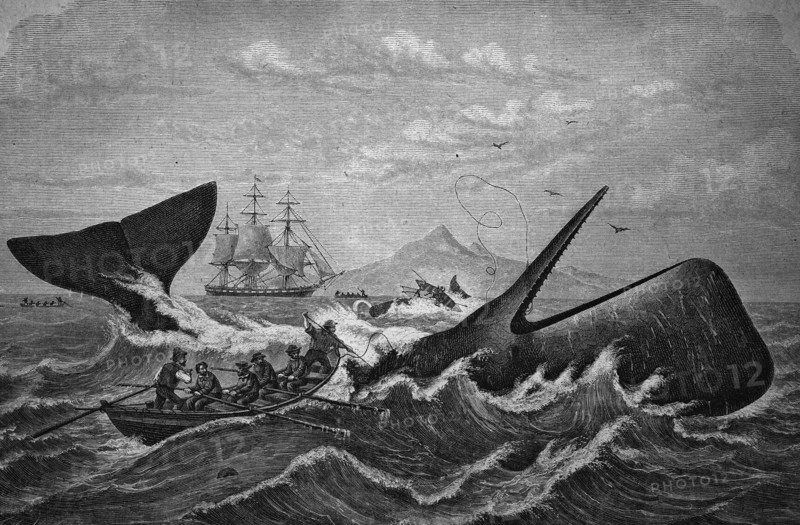 Sperm whale
