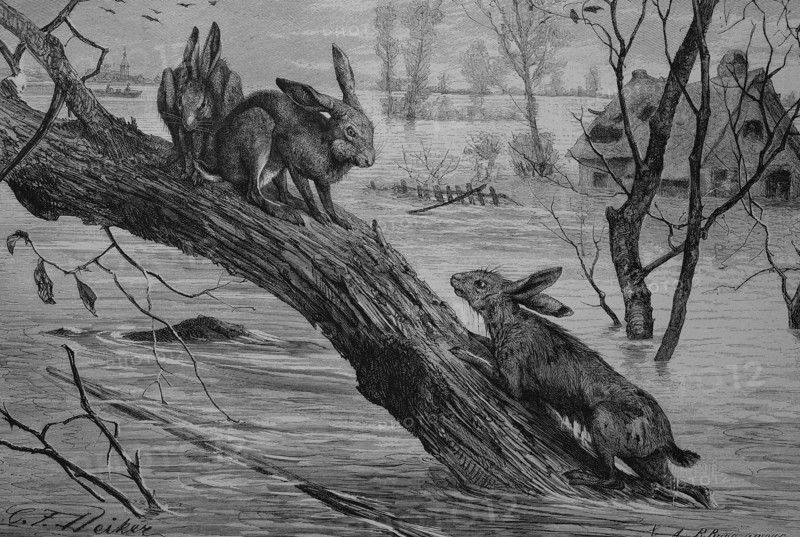 Hares seeking refuge