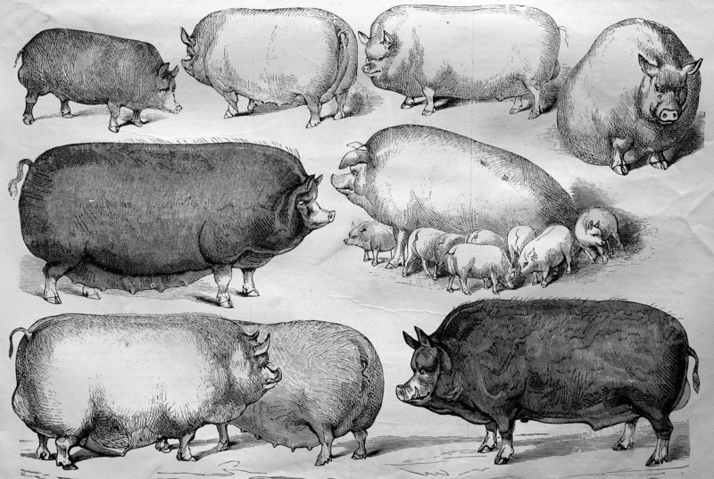 Breeds of belgian domestic pigs