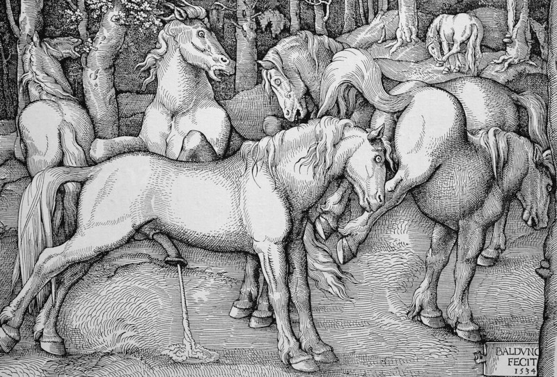The pissing stallion