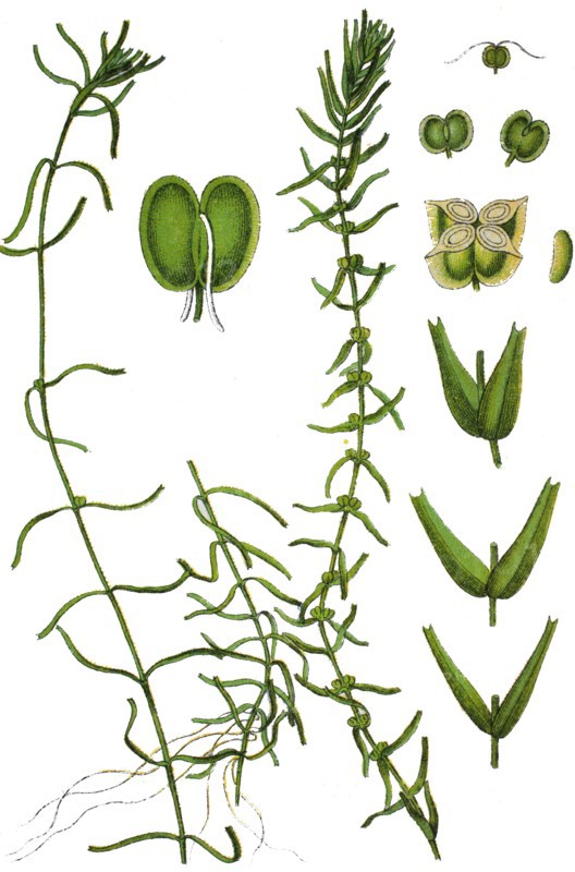 Water starwort
