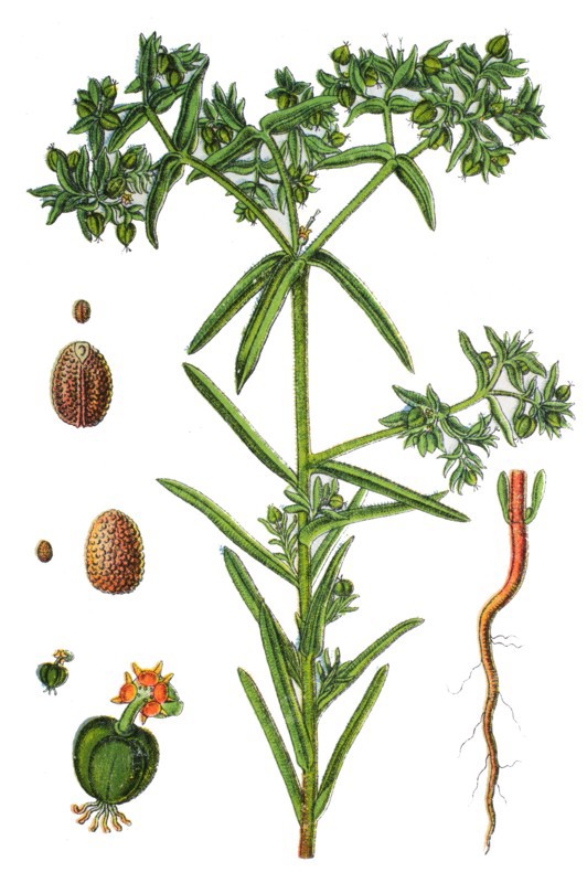 dwarf spurge.