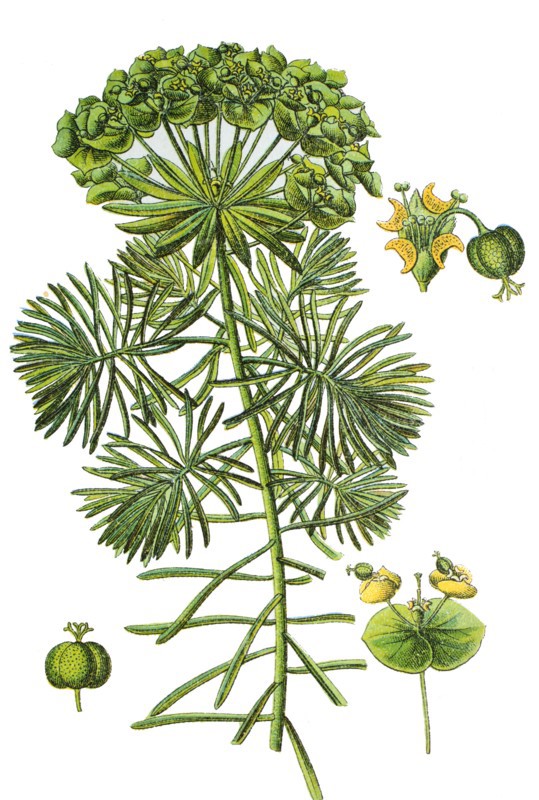 Sickle spurge