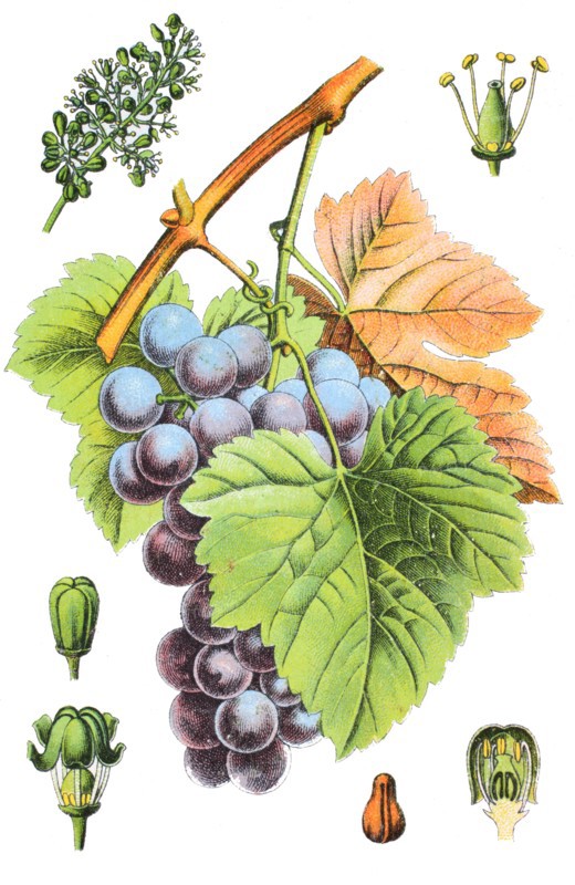 grape vine
