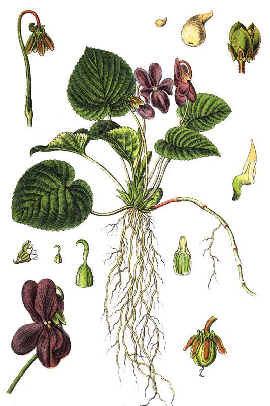 Sweet violet