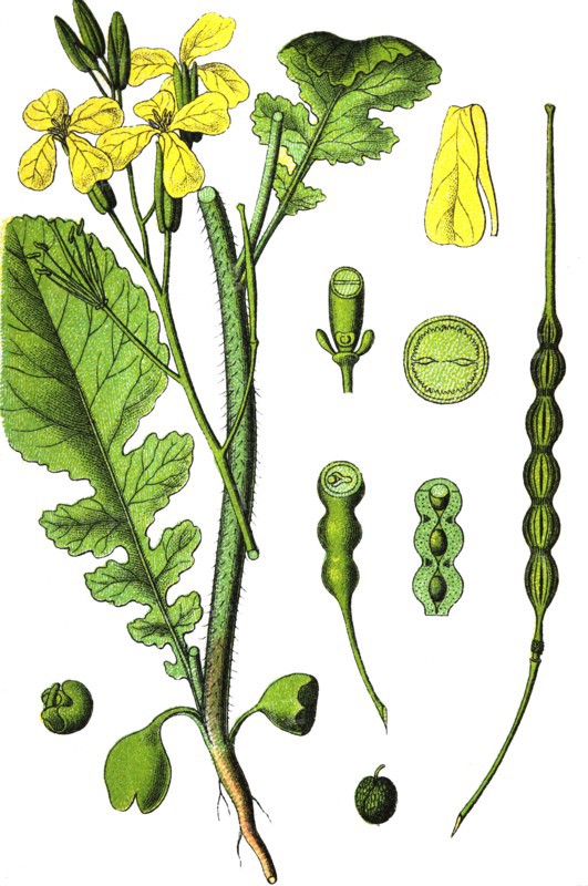 Wild radish