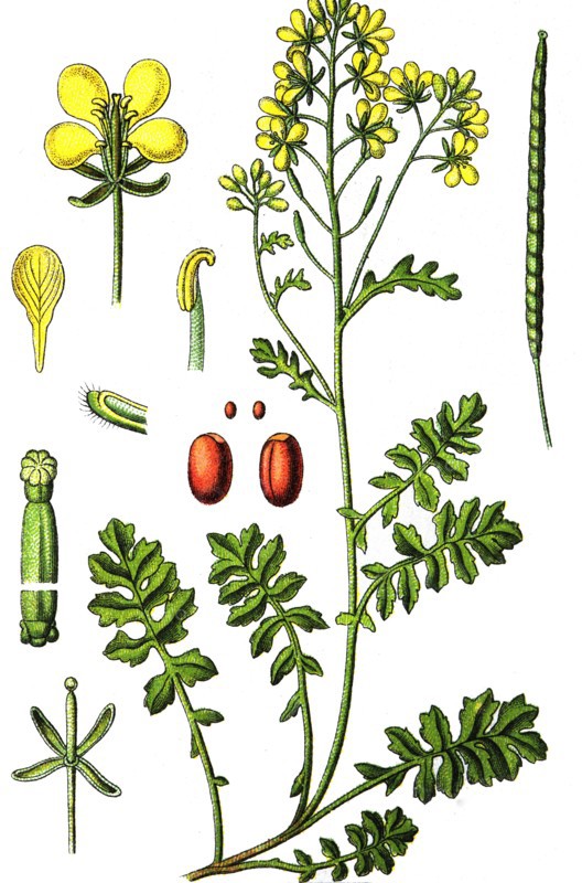 Dogmustard