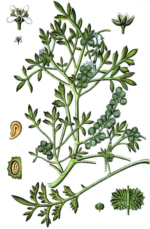Swine-cress