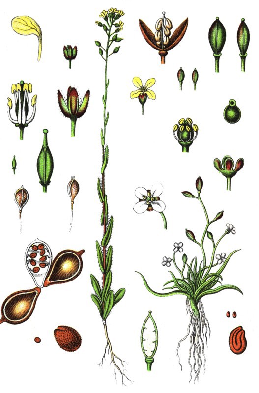 Camelina, water awlwort