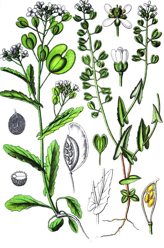 Field penny-cress, right:  cotswold pennycress