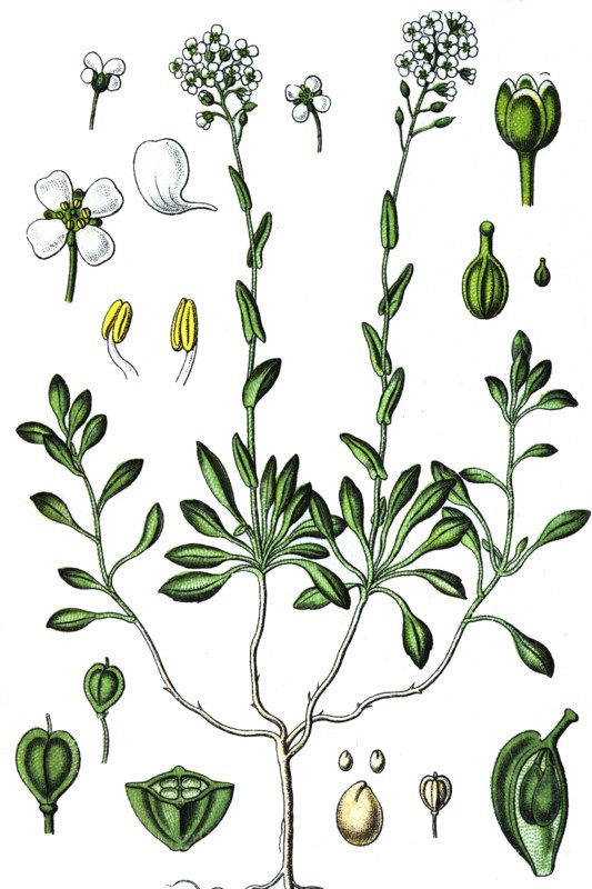 Alpine penny-cress