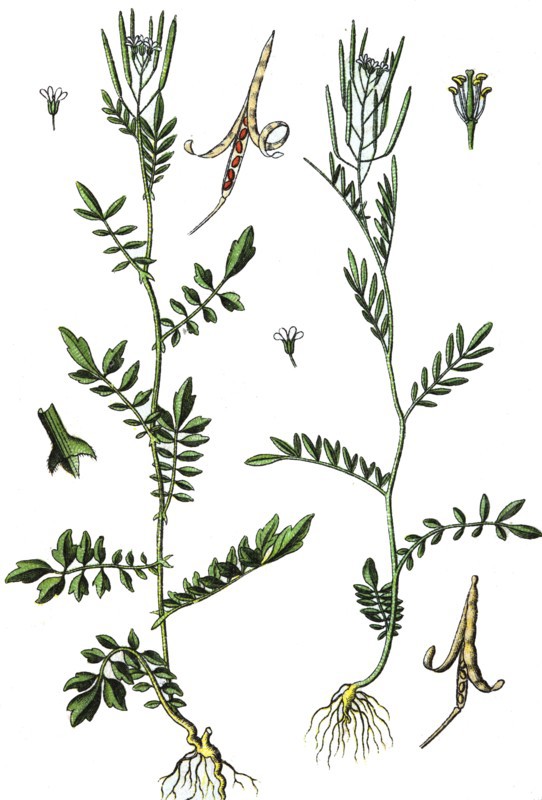 Bittercress