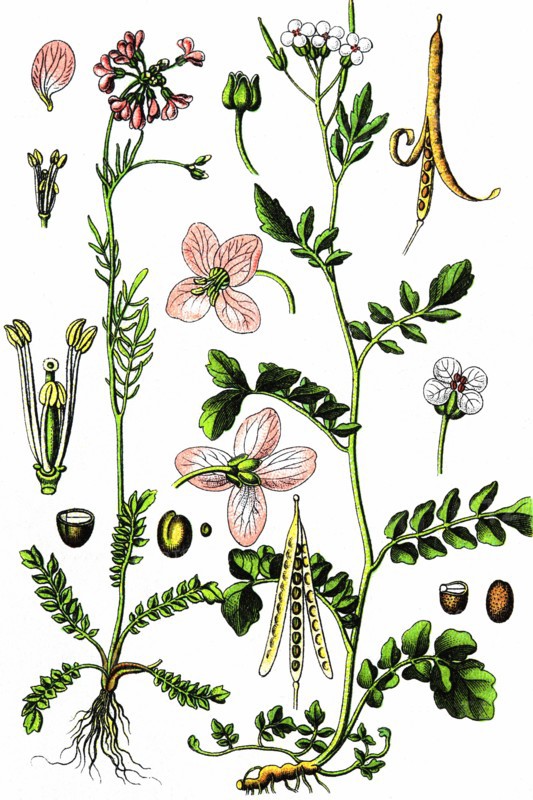 Bittercress