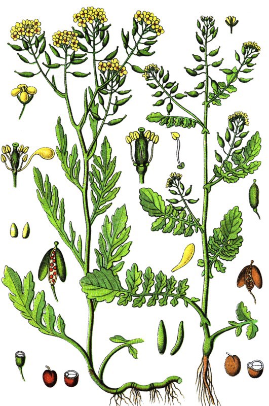 Golden-tuft alyssum