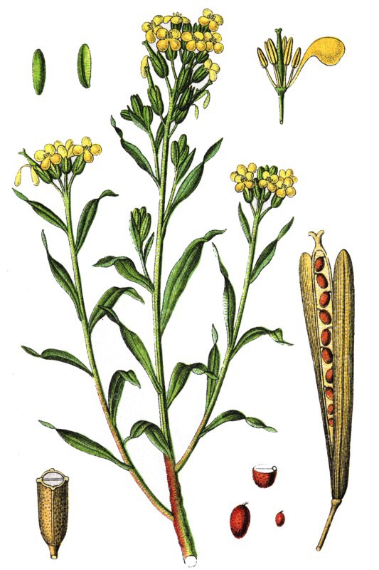 Aegean wallflower