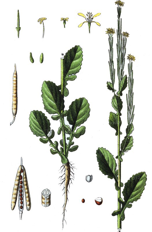 Small-flowered wintercress