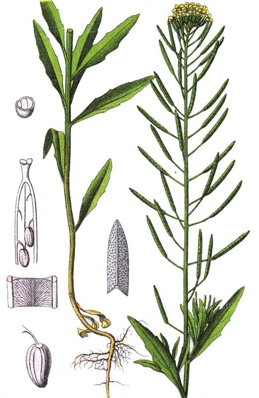 Treacle-mustard