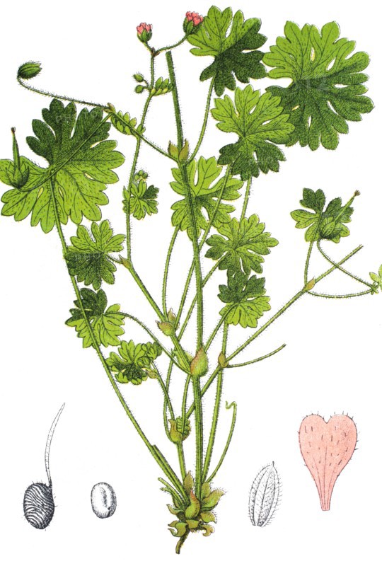 Dovesfoot geranium