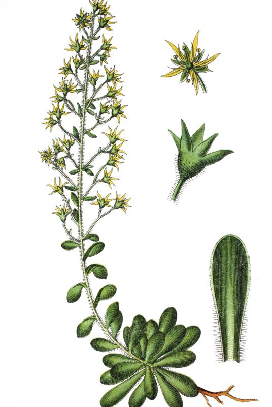 Saxifraga mutata