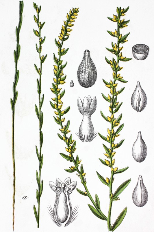 Spurge flax