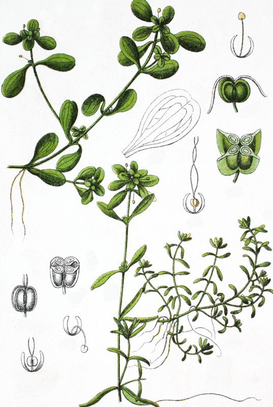 Pond water starwort