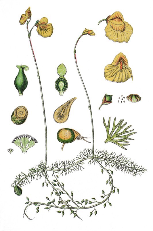 Flatleaf bladderwort